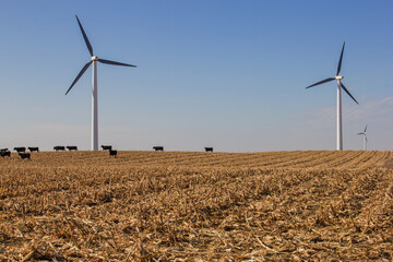 cows grazing corn stalks with wind turbines