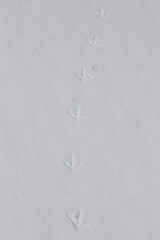 ring necked pheasant tracks in the snow