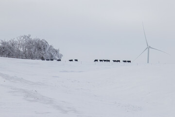 cows walking across a snowy field