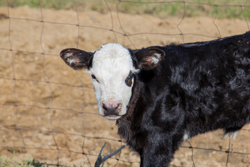 Fototapeta premium black baldy calf