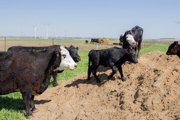 calves on gravel pile