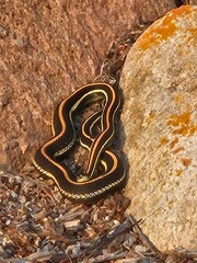 Black, yellow and orange garter snake lying curled up on the dirt in the warm sunshine next to...