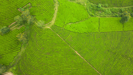 Long Coc is the largest raw tea growing area in the north of Vietnam. Tea is harvested manually...