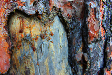 Tree bark texture.pine bark and resin close up can be used as texture or background. Embossed...