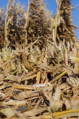 shredded corn stalks