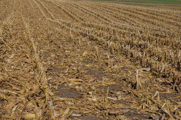 corn stalks after corn harvest