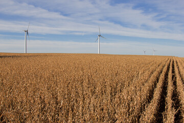 field of corn with wind turbines - Powered by Adobe