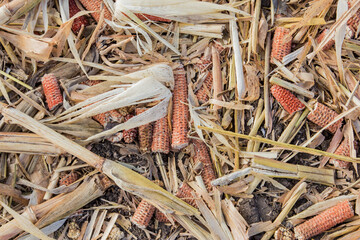 corn cobs after harvest
