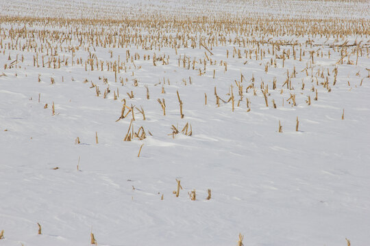 snow covered corn stalks