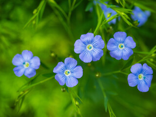 カメラ片手にお散歩。気持ちのいい晴天の日にバラ園で出会った花々
