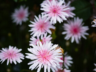 カメラ片手にお散歩。気持ちのいい晴天の日にバラ園で出会った花々