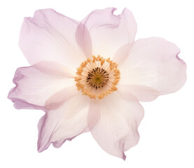 PNG Real Pressed a single anemone flower blossom petal plant.  - obrazy, fototapety, plakaty