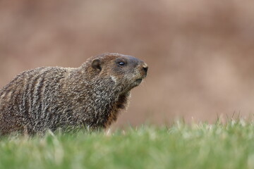 Naklejka na ściany i meble A groundhog exploring in springtime