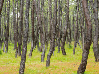 美しい海岸の松原に息づく松林