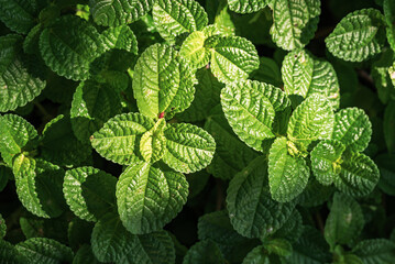 Ornamental mentha mint leaves green nature background