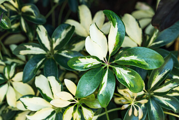 Bicolor dwarf umbrella tree plant, Green leaf nature background
