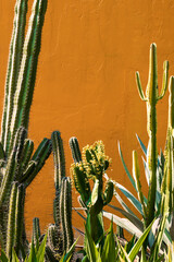 Cactus and succulent plant with yellow wall in summer season