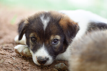 Brown white puppy lying on the ground in summer season, Thailand