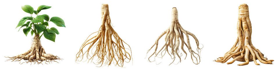 Ginseng roots  On A Clean White Background Soft Watercolour Transparent Background