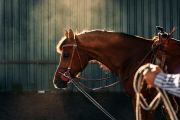 Close up of a brown horse in the stable