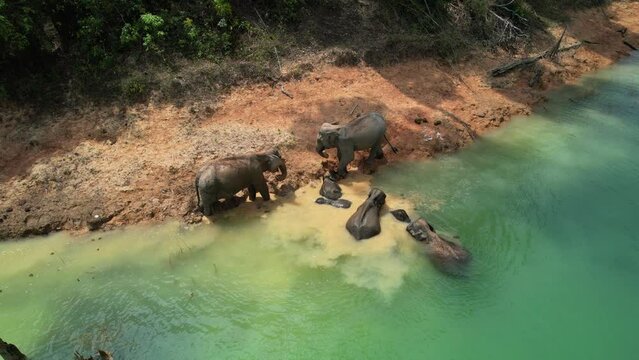 Encounter with a family of wild elephants in Khao Sok national park, on the Cheow lan lake in Surat Thani, Thailand