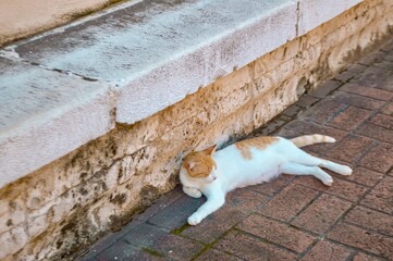 Cat chilling in the Colonial Zone of Santo Domingo, the Dominican Republic