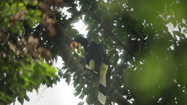 a rhinoceros hornbill preens under its wing while perched in the rainforest canopy of gunung leuser national park on sumatra, indonesia