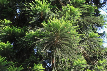 trees in the garden