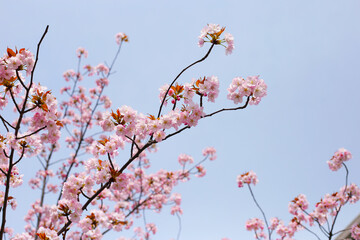 Branches of sakura flowers, cherry blossom