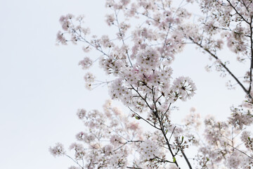Branches of sakura flowers, cherry blossom