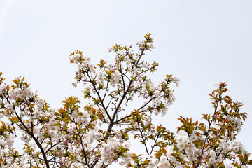 Branches of sakura flowers, cherry blossom