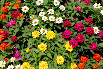 Zinnia flower in the garden