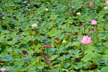 Pink lotus flower blooming in pond with green leaves. Lotus lake, beautiful nature background.