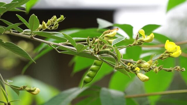 Pigeon pea (Gude, kacang gude, kacang kayo, kacang bali, Cajanus cajan, red gram, tur, pwa kongo, gungo peas)