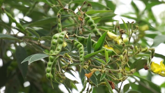Pigeon pea (Gude, kacang gude, kacang kayo, kacang bali, Cajanus cajan, red gram, tur, pwa kongo, gungo peas)
