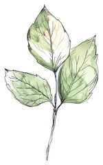 PNG Leaf sketch art illustrated.