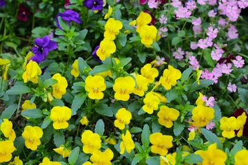 Fotobehang Beautiful pansy flowers in the garden © Bowonpat
