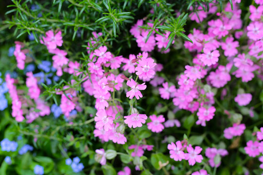 Silene pendula pink flower in the garden