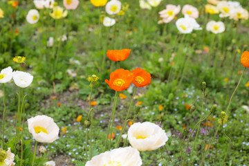 Beautiful poppy flower garden. The Expo 70 Commemorative Park, Osaka, Japan