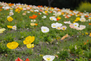 Beautiful poppy flower garden. The Expo 70 Commemorative Park, Osaka, Japan