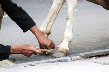 Hands and feet working together. A horse's horseshoe is seen being repaired by its owner