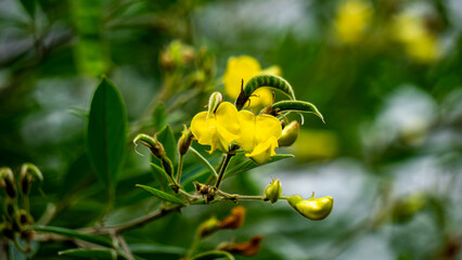 Obraz premium Pigeon pea (Gude, kacang gude, kacang kayo, kacang bali, Cajanus cajan, red gram, tur, pwa kongo, gungo peas)