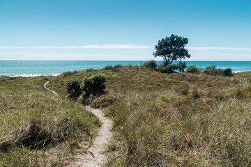 Tussock and sandy beach in Pikowai, Bay of Plenty, New Zealand.