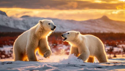 Tischdecke Polar bears playing in the snow © Sabrina