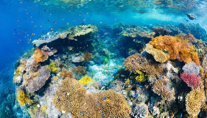 Fototapeten coral reef in sea © Sabrina