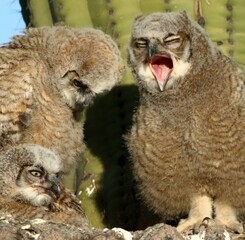 Great Horned Owlet Yawning