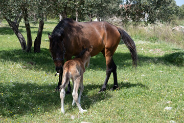 little foal brown horse I hid behind my mom the summer, playing hide and seek - 787759428