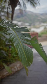 Close-up of a tropical chamaedorea palm leaf with blurred mountainous landscape in the background.