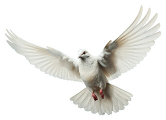 Obraz premium PNG Animal flying bird dove. 