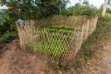 Vegetable patch in Phongsali province, Laos